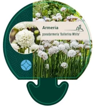 English Grass