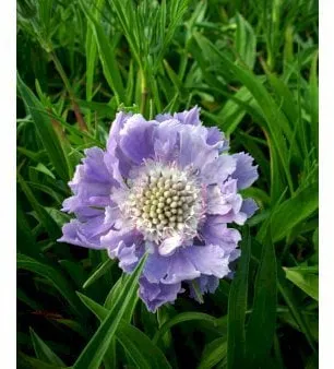 Scabious